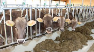 Bauernhof Hefele Stall mit Kühen