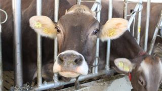 Bauernhof Hefele Stall mit Kühen