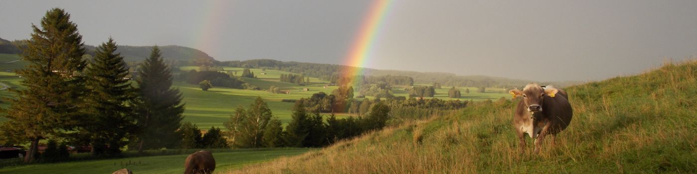 Kuh mit Regenbogen Bauernhof Hefele